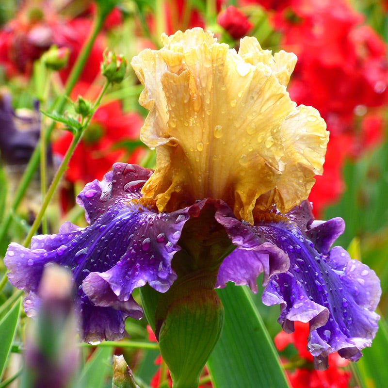 Final Episode Reblooming Bearded Iris