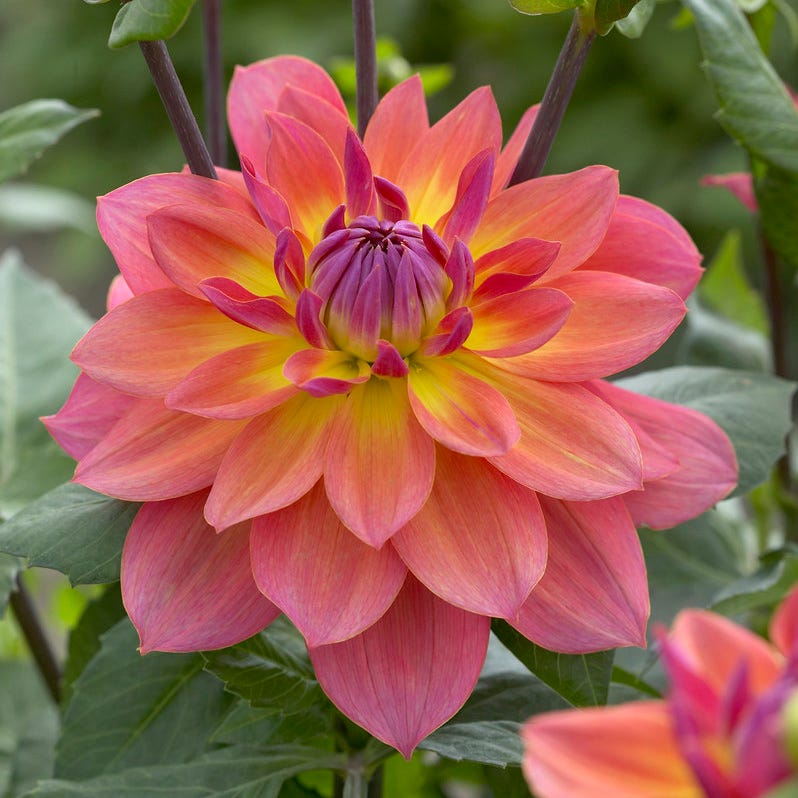 Fire Pot Semi-Dinnerplate Dahlia