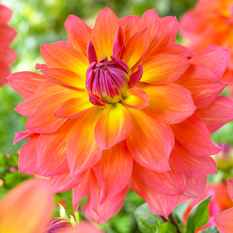 Fire Pot Semi-Dinnerplate Dahlia