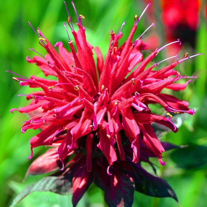 Fireball Hybrid Bee Balm, Monarda Fireball