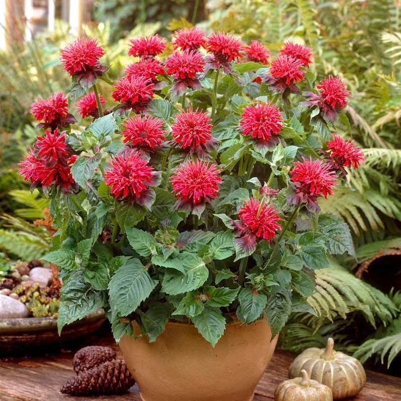 best potted plants for hummingbirds Hummingbird Container Garden