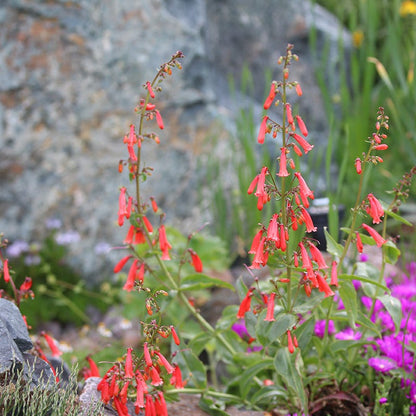 Firecracker Penstemon Richfield Strain