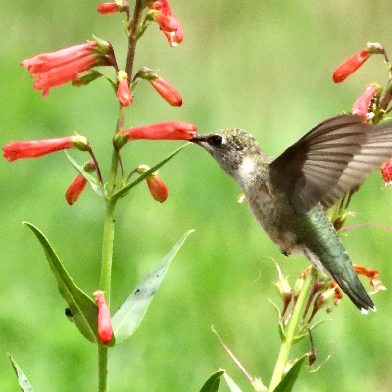 Firecracker Beardtongue, Penstemon eatonii Richfield Strain | High