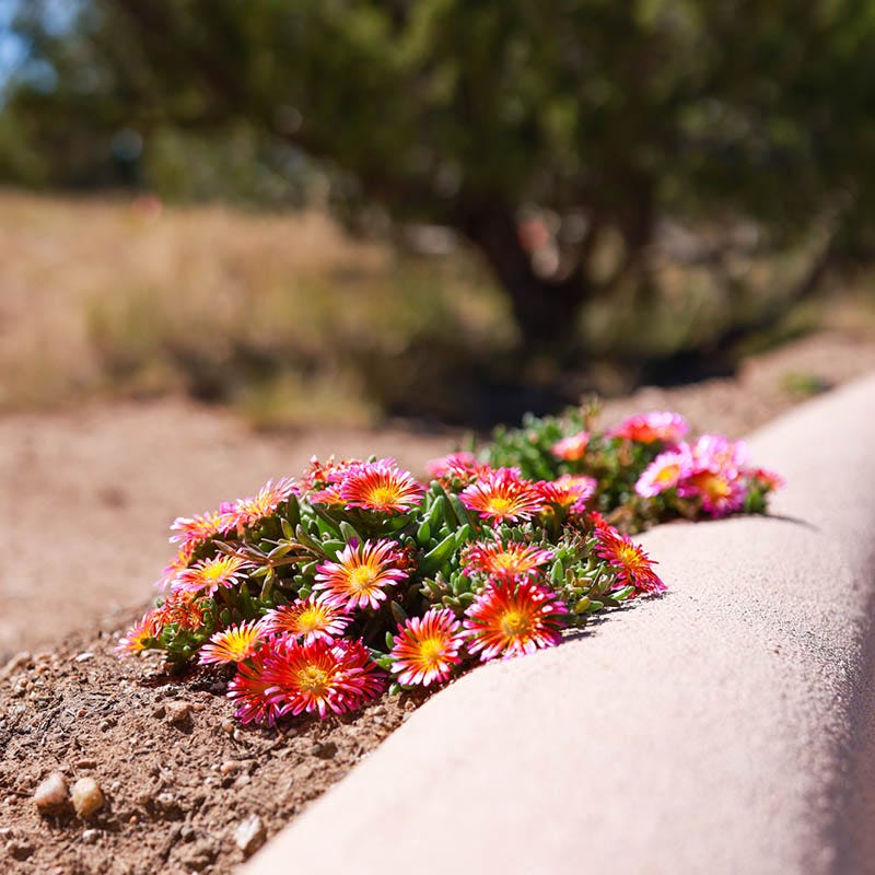 Fire Spinner® Ice Plant