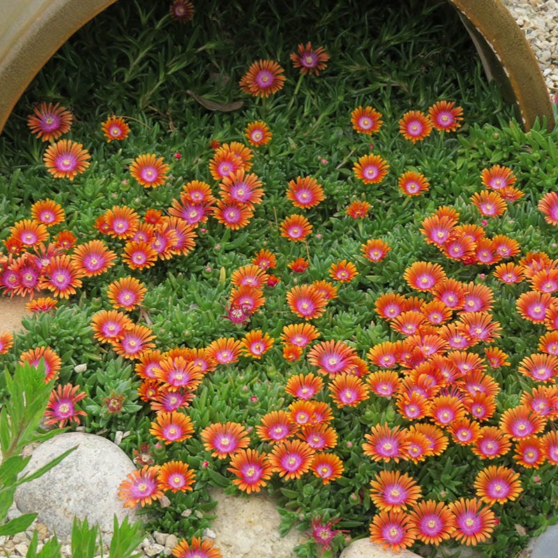 ice plant fertilizer Fire Spinner Ice Plant, Delosperma Fire Spinner