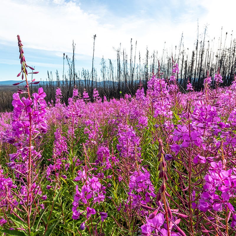 Fireweed