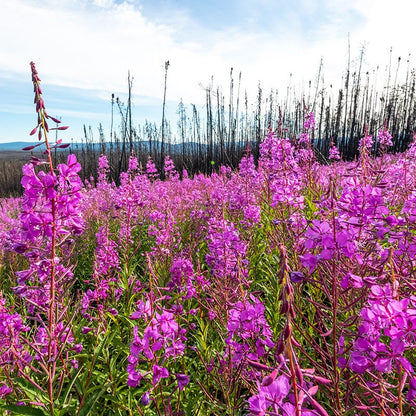 Fireweed