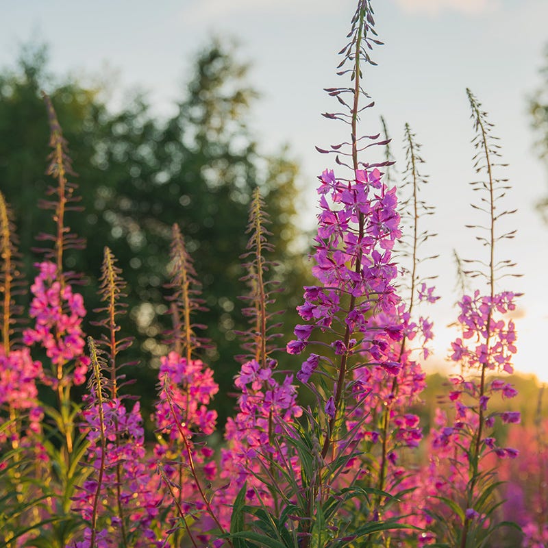 Fireweed