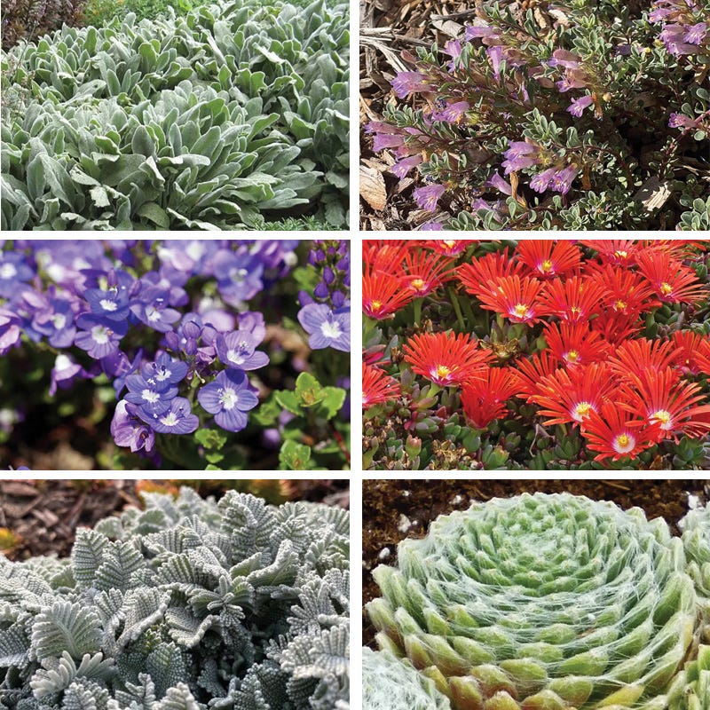 FireSmart Collection - Zone 1