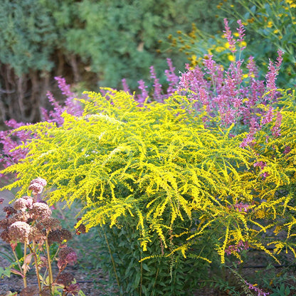 Fireworks Goldenrod (Solidago)
