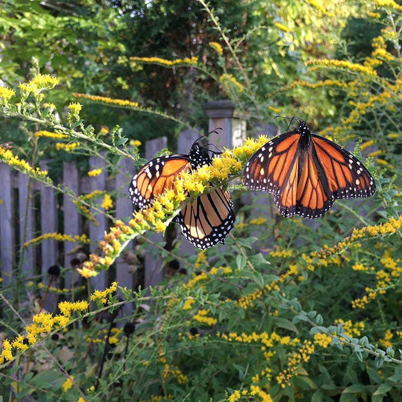 Fireworks Goldenrod (Solidago)