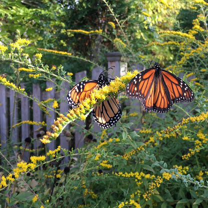 Fireworks Goldenrod (Solidago)