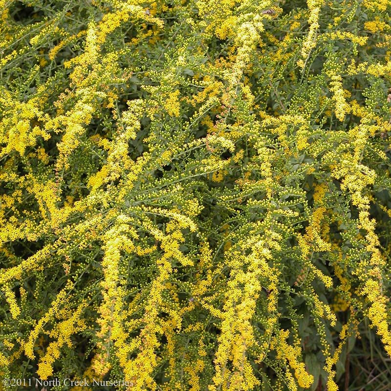 Fireworks Goldenrod (Solidago)