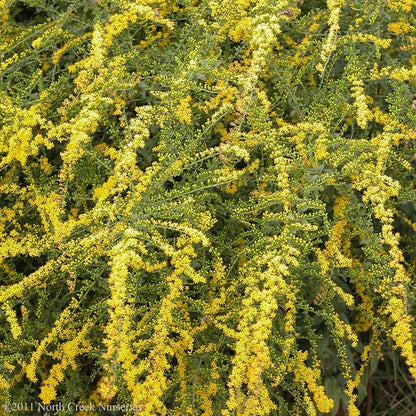 Fireworks Goldenrod (Solidago)