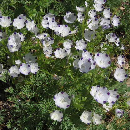 Alternative Lawn Wildflower Seed Mix
