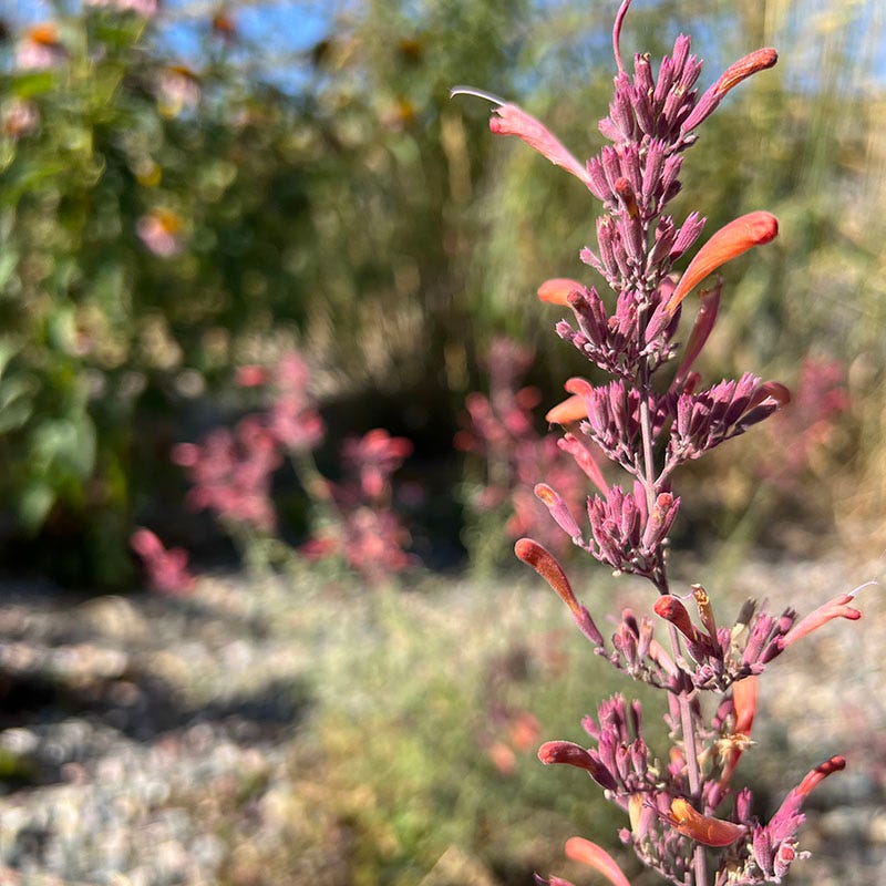 FlowerKisser® Silver Inferno Agastache | Hummingbird Mint