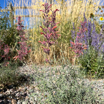 FlowerKisser® Silver Inferno Agastache