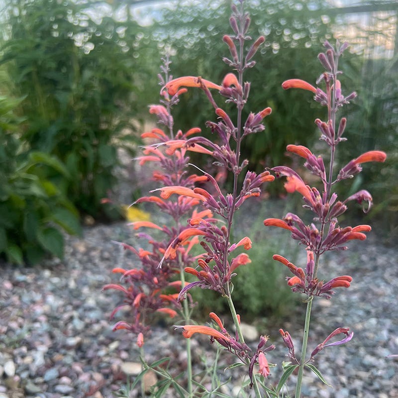 FlowerKisser® Silver Inferno Agastache