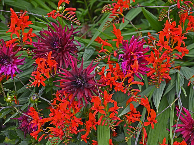 Flower Bulb Learning Center