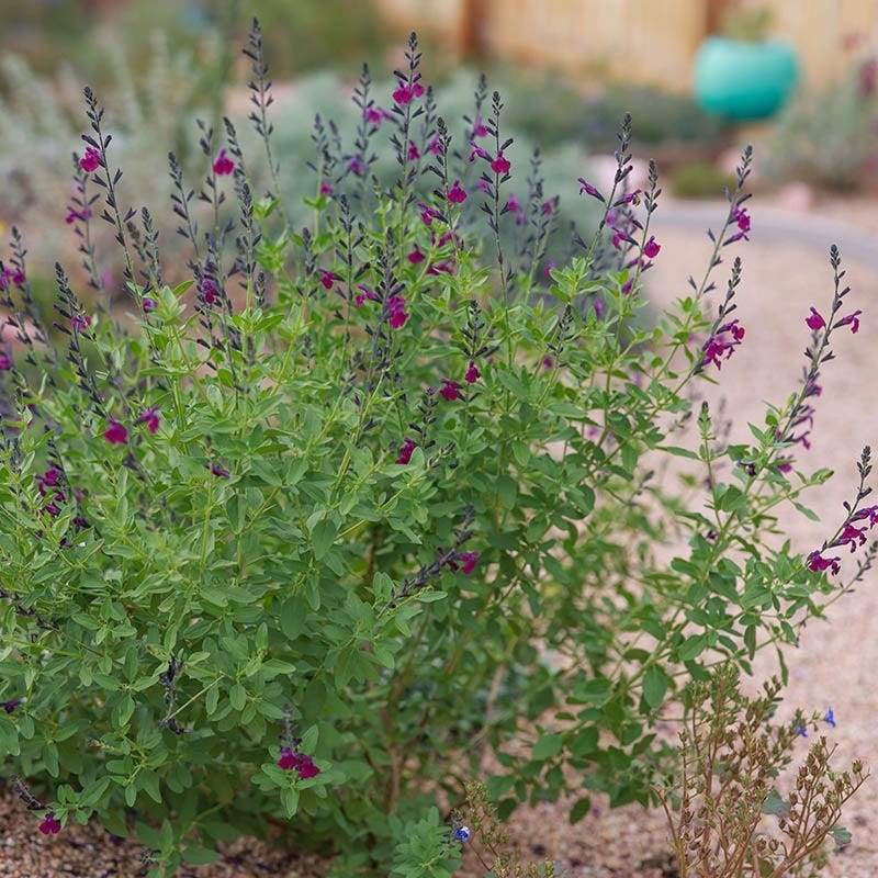 FlowerKisser Dark Shadows Salvia - Thumbnail 2