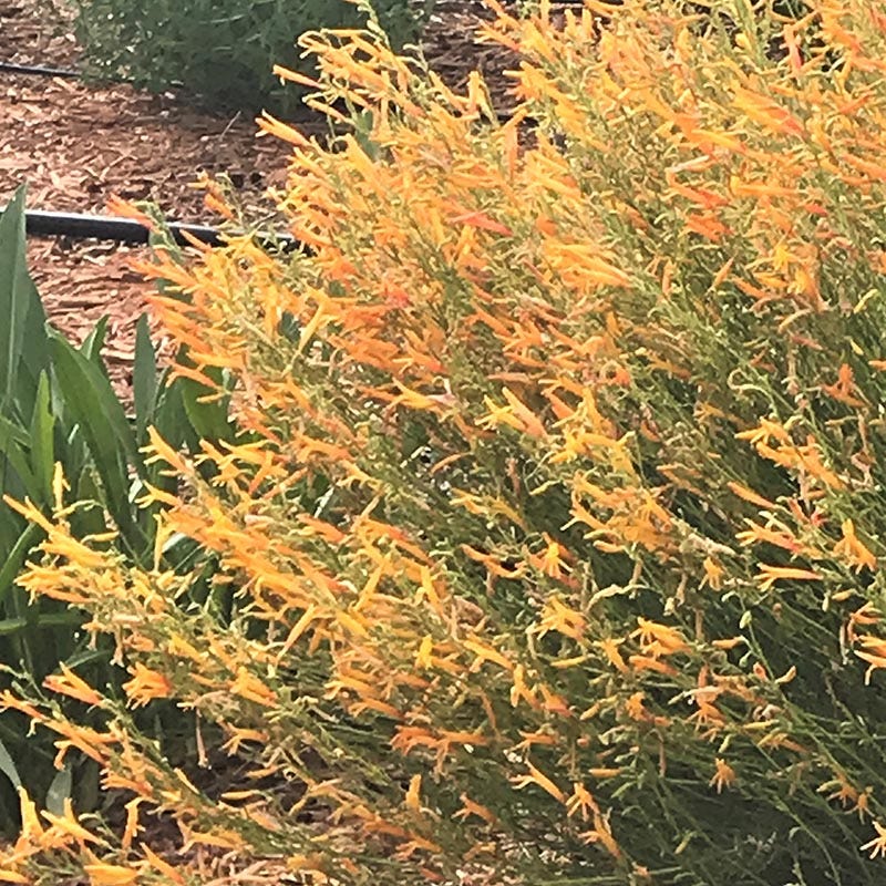 FlowerKisser Citrus Surprise Penstemon | High Country Gardens