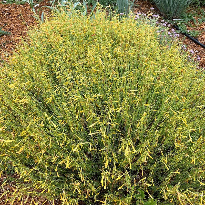 FlowerKisser® Citrus Surprise Penstemon