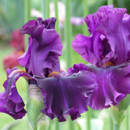 For Veronica Bearded Iris