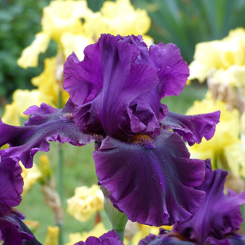 For Veronica Bearded Iris