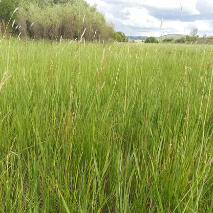High Mountain Native Grass Seed Mix