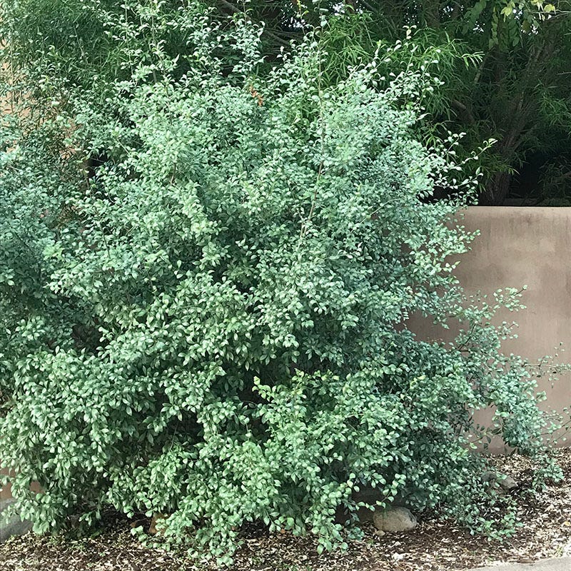 Silver Satin New Mexico Privet