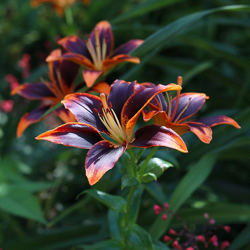 breck's multicolor forever susan asiatic lily Forever Susan Asiatic Lily, Lilium