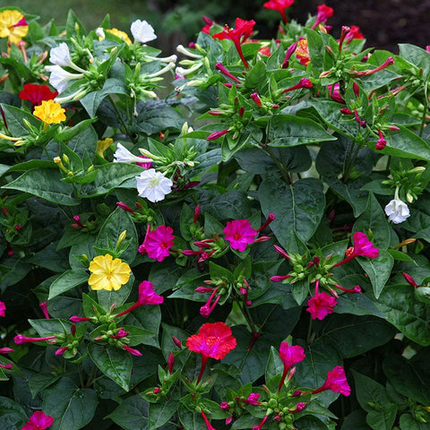 Four O'Clock Seeds, Mirabilis jalapa