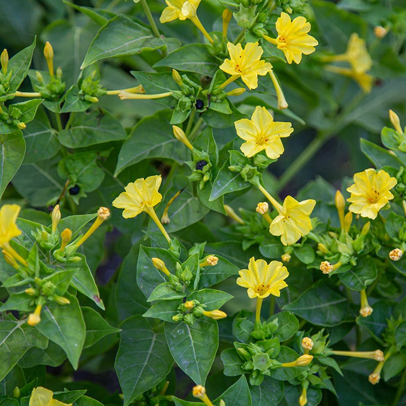 Four O'Clock Seeds, Mirabilis jalapa | High Country Gardens