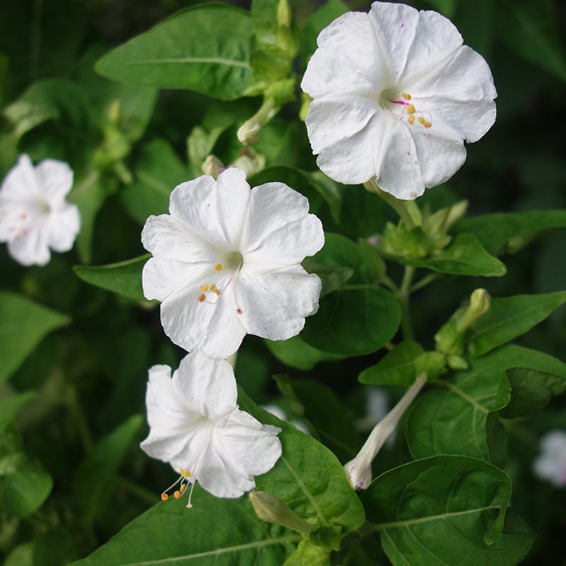 FLOWER GOWAL CLOCK ブラック・ホワイト Grandfather Clock in Douglasville, GA | Le Fleur Blanc