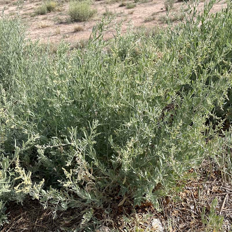 Fourwing Saltbush (Atriplex) - Thumbnail 2