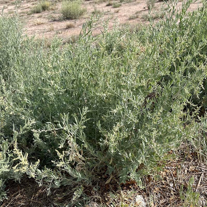 Fourwing Saltbush (Atriplex)