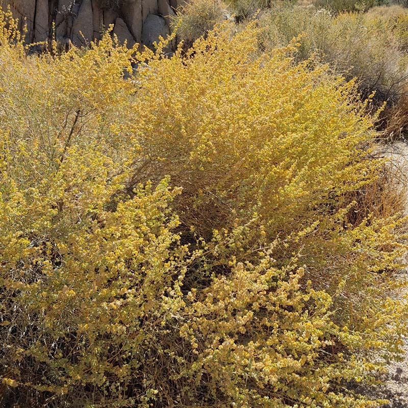 Fourwing Saltbush (Atriplex)