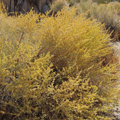 Fourwing Saltbush (Atriplex)