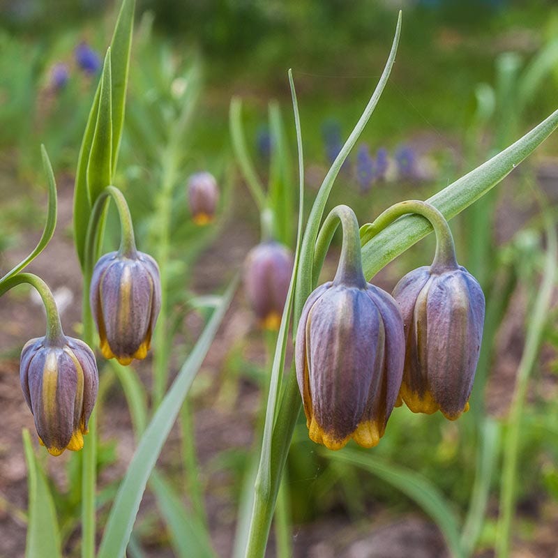Fox's Grape Fritillary