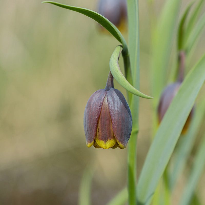Fox's Grape Fritillary