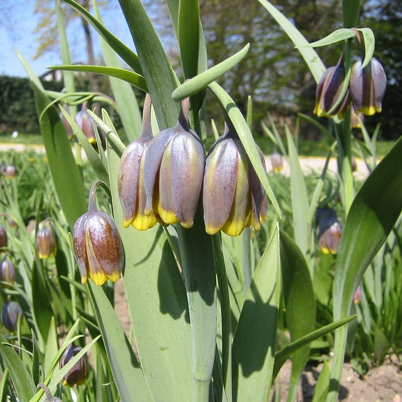 Fox's Grape Fritillary