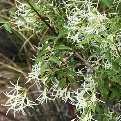 Fragrant Ash (Fraxinus)
