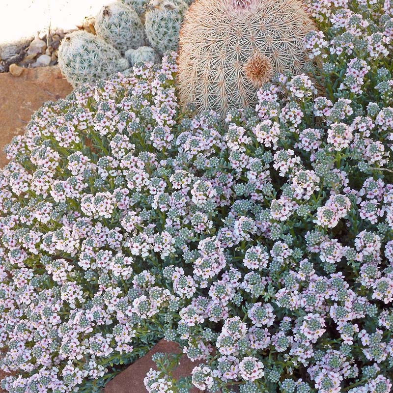 High Country Gardens Fragrant Persian Stonecress