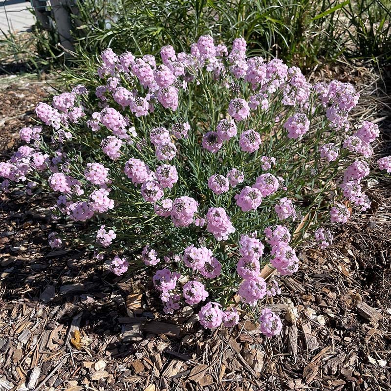 High Country Gardens Fragrant Persian Stonecress - Thumbnail 3