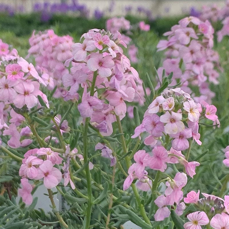 High Country Gardens Fragrant Persian Stonecress - Thumbnail 2