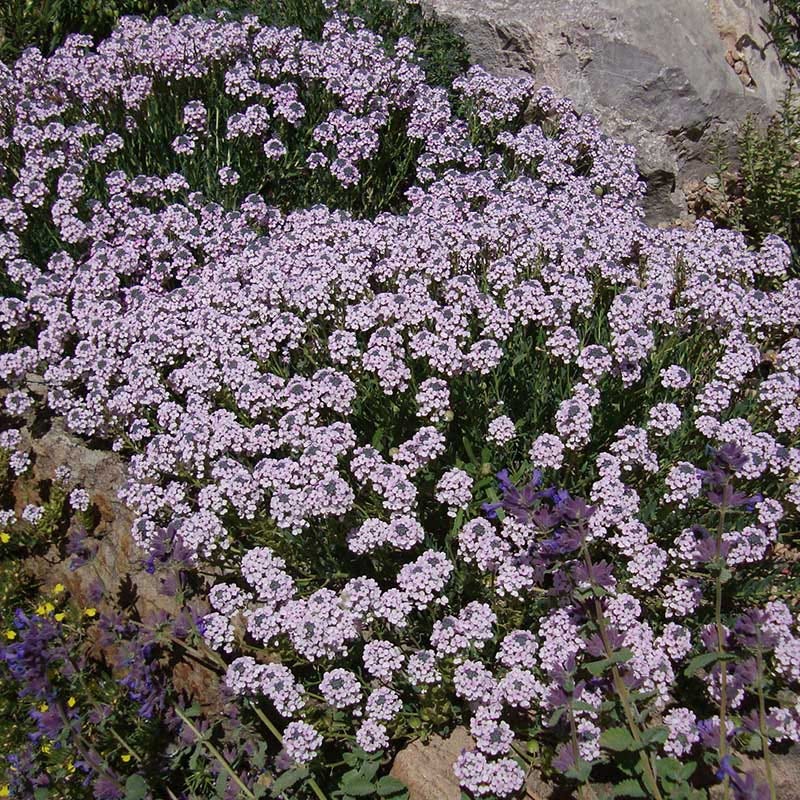 Soft Colors Inferno Strip Pre-Planned Garden