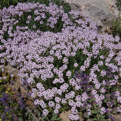 Soft Colors Inferno Strip Pre-Planned Garden