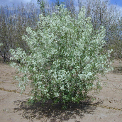 Fragrant Ash (Fraxinus)