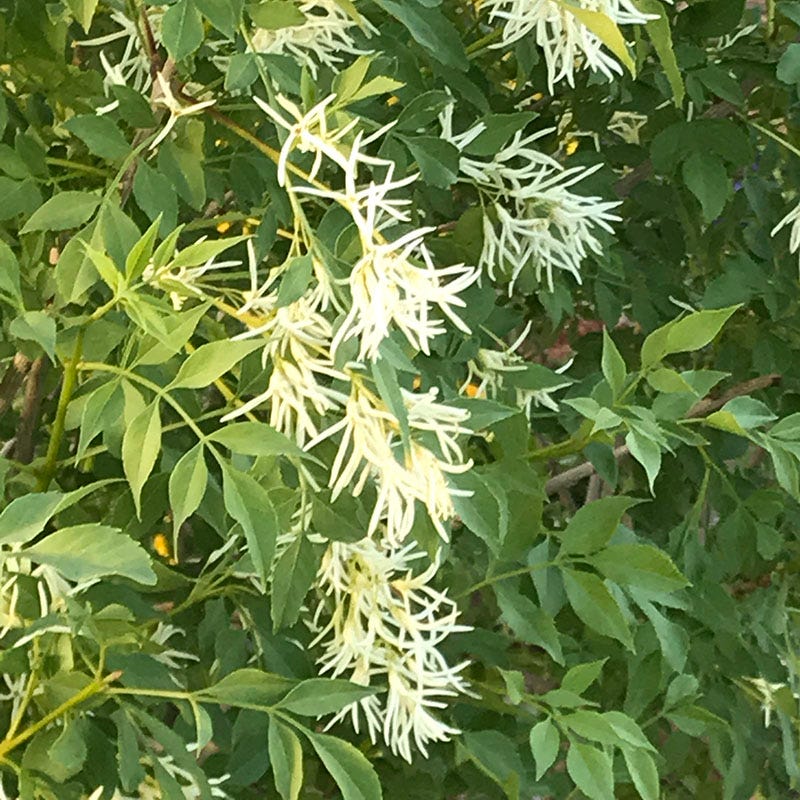 Fragrant Ash (Fraxinus)