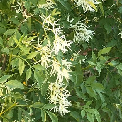 Fragrant Ash (Fraxinus)